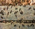 Extermination fourmis charpentière