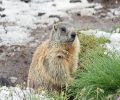 Capture marmotte exterminateur Montréal, Laval, Longueuil