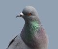Capture pigeon exterminateur Montréal, Laval, Longueuil