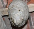 Exterminateur guêpe St Sauveur extermination nid de guêpe
